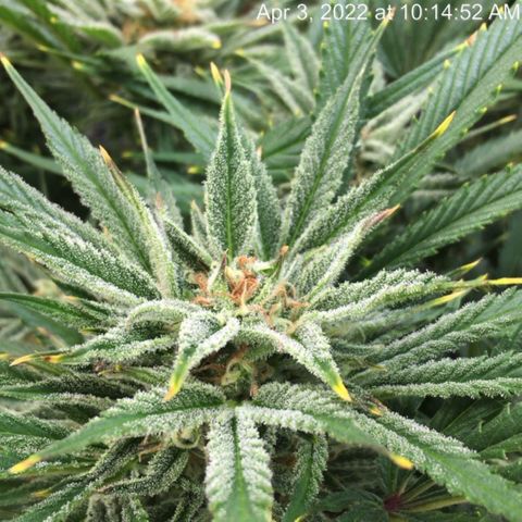 Bruce Banner growlog timeline photo