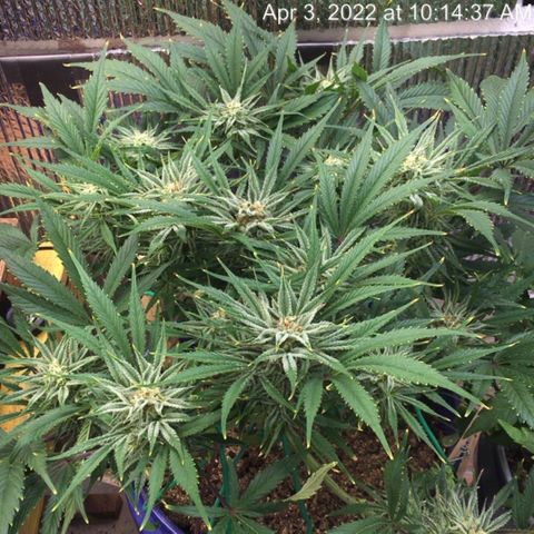 Bruce Banner growlog timeline photo