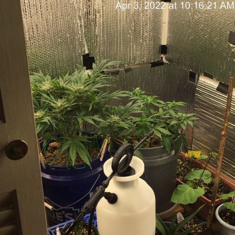 Bruce Banner growlog timeline photo