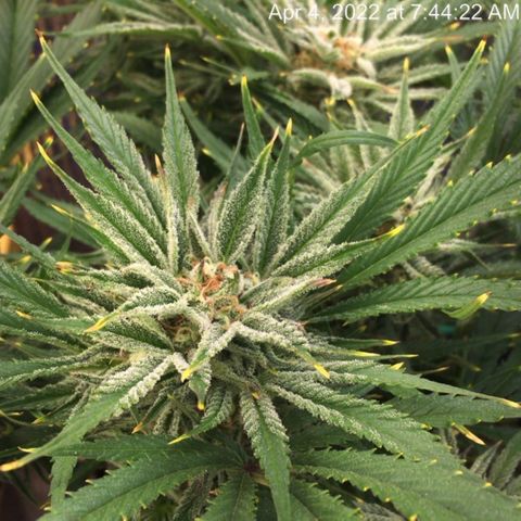 Bruce Banner growlog timeline photo