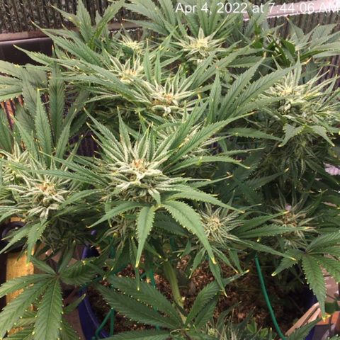 Bruce Banner growlog timeline photo