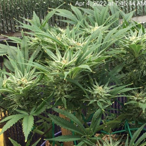 Bruce Banner growlog timeline photo