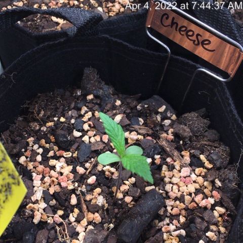 🧀 Cheese 🧀  growlog timeline photo