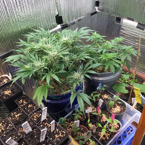 Bruce Banner growlog timeline photo