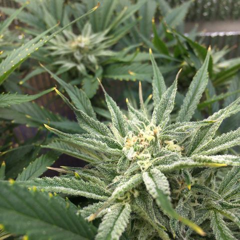 Bruce Banner growlog timeline photo