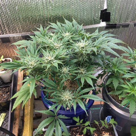 Bruce Banner growlog timeline photo
