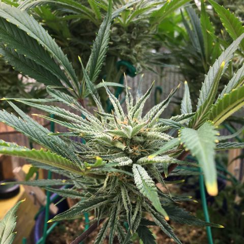Bruce Banner growlog timeline photo