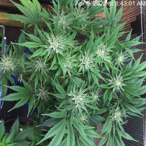 Bruce Banner growlog timeline photo
