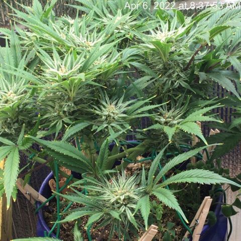 Bruce Banner growlog timeline photo