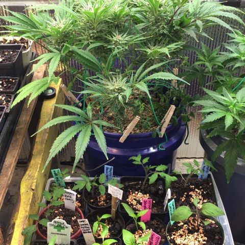 Bruce Banner growlog timeline photo