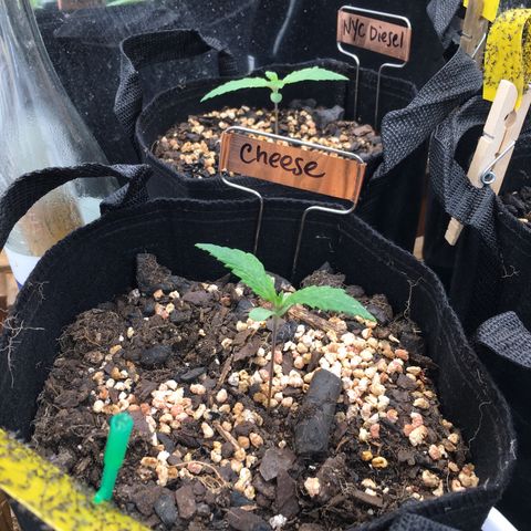 🧀 Cheese 🧀  growlog timeline photo