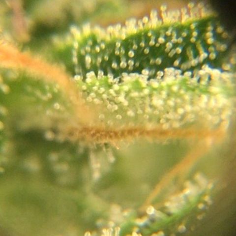 Bruce Banner growlog timeline photo
