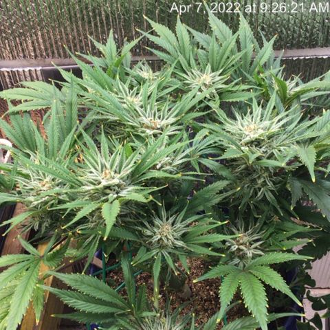 Bruce Banner growlog timeline photo