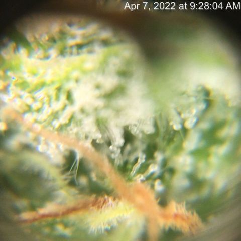 Bruce Banner growlog timeline photo