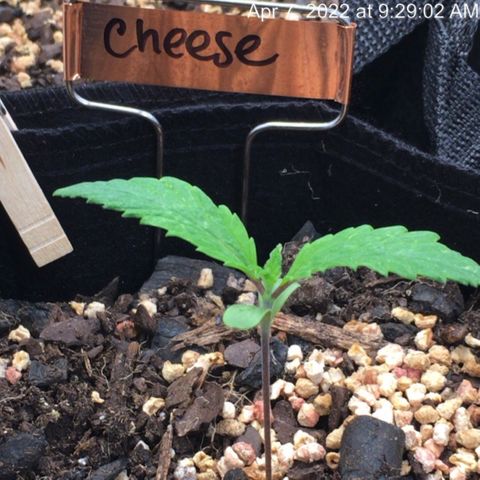 🧀 Cheese 🧀  growlog timeline photo