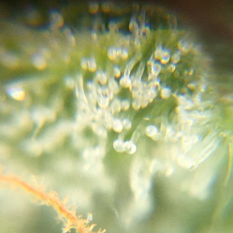 Bruce Banner growlog timeline photo
