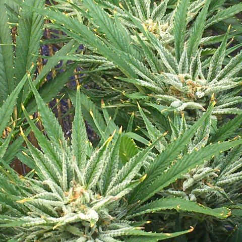 Bruce Banner growlog timeline photo