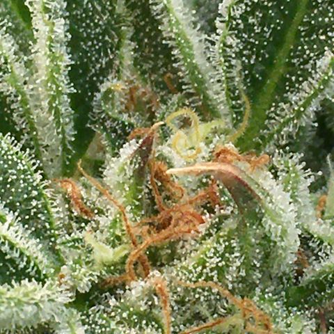 Bruce Banner growlog timeline photo