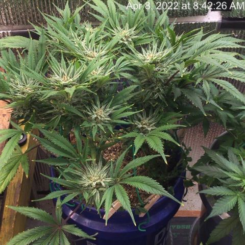 Bruce Banner growlog timeline photo