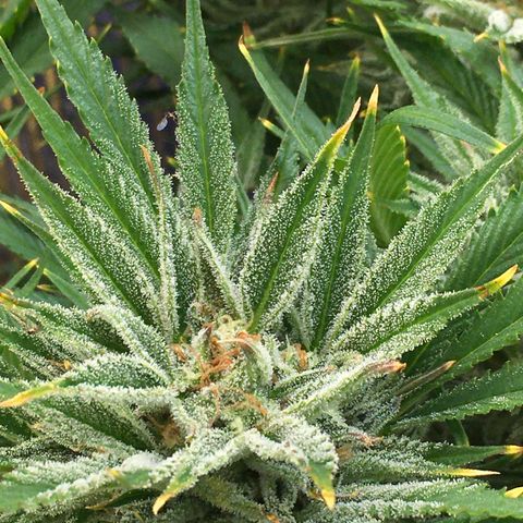 Bruce Banner growlog timeline photo