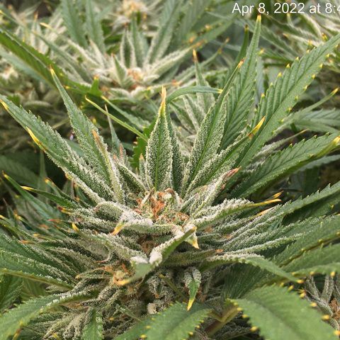Bruce Banner growlog timeline photo