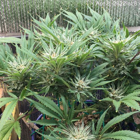 Bruce Banner growlog timeline photo