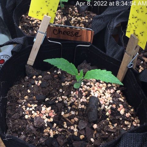 🧀 Cheese 🧀  growlog timeline photo
