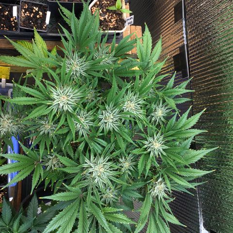 Bruce Banner growlog timeline photo