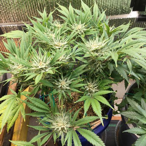 Bruce Banner growlog timeline photo