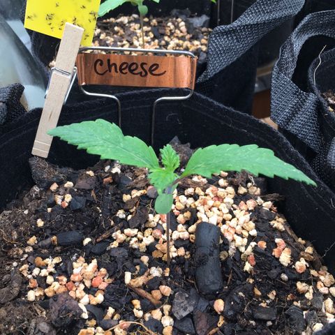 🧀 Cheese 🧀  growlog timeline photo