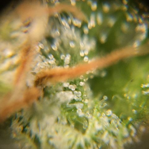 Bruce Banner growlog timeline photo