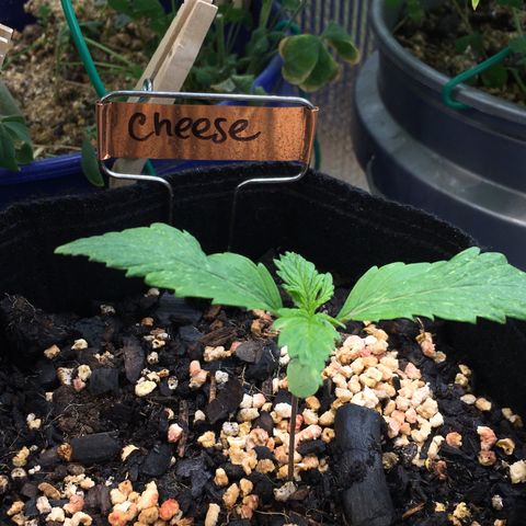 🧀 Cheese 🧀  growlog timeline photo