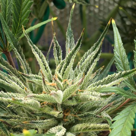 Bruce Banner growlog timeline photo