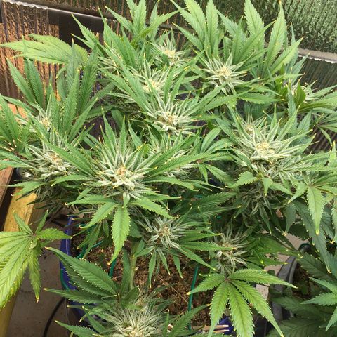Bruce Banner growlog timeline photo