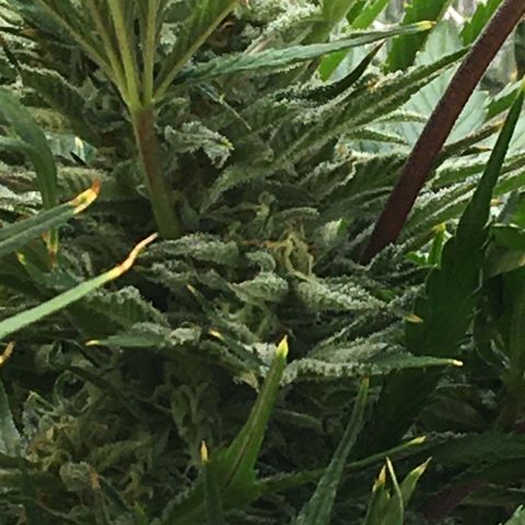 Bruce Banner growlog timeline photo