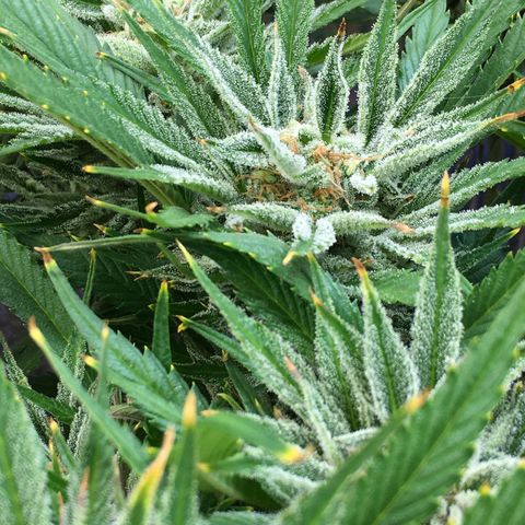 Bruce Banner growlog timeline photo