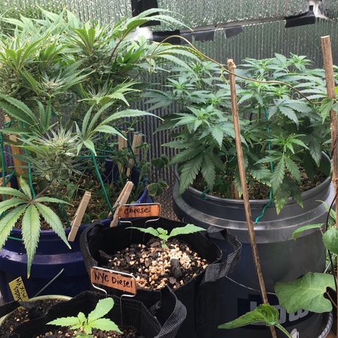 Bruce Banner growlog timeline photo