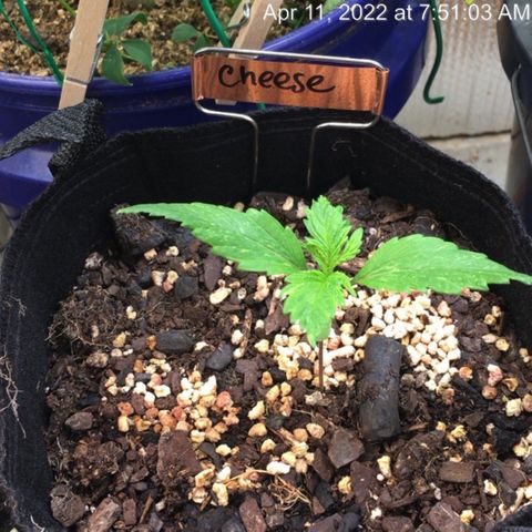 🧀 Cheese 🧀  growlog timeline photo