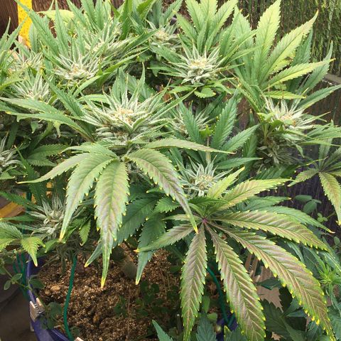 Bruce Banner growlog timeline photo