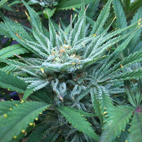 Bruce Banner growlog timeline photo