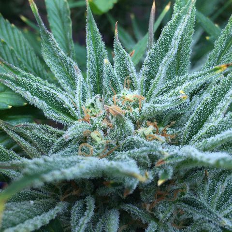 Bruce Banner growlog timeline photo