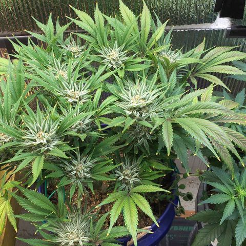 Bruce Banner growlog timeline photo