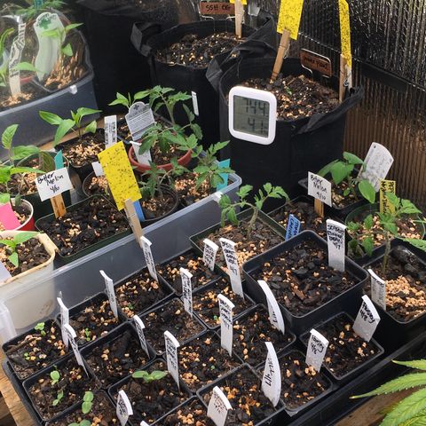 🌚 SSH OG +++ 🌝  ♌️ growlog timeline photo