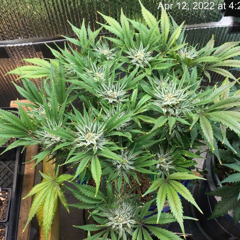Bruce Banner growlog timeline photo