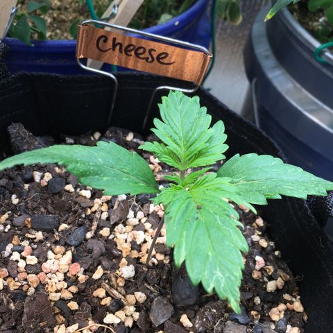 🧀 Cheese 🧀  growlog timeline photo