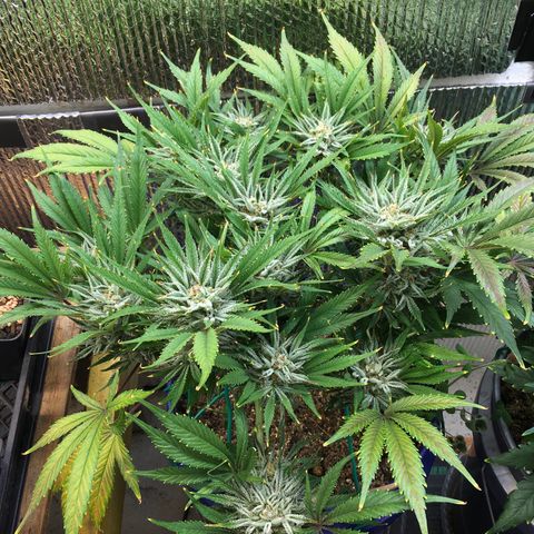Bruce Banner growlog timeline photo