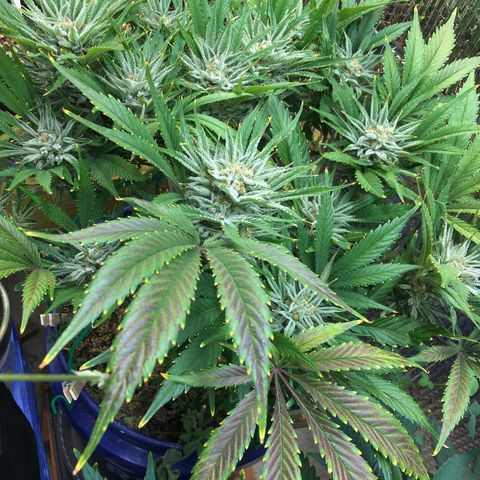 Bruce Banner growlog timeline photo
