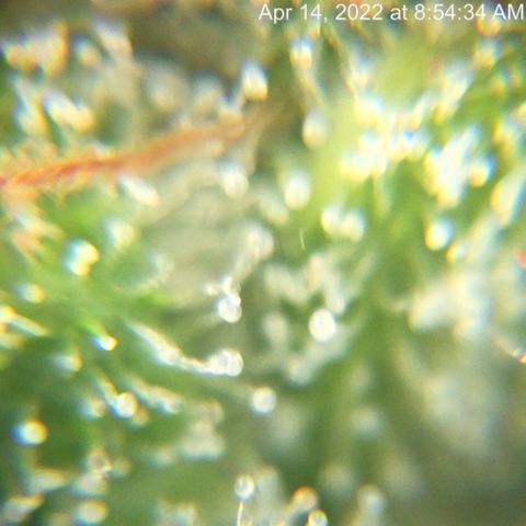 Bruce Banner growlog timeline photo