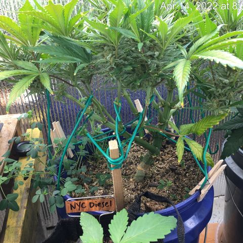 Bruce Banner growlog timeline photo