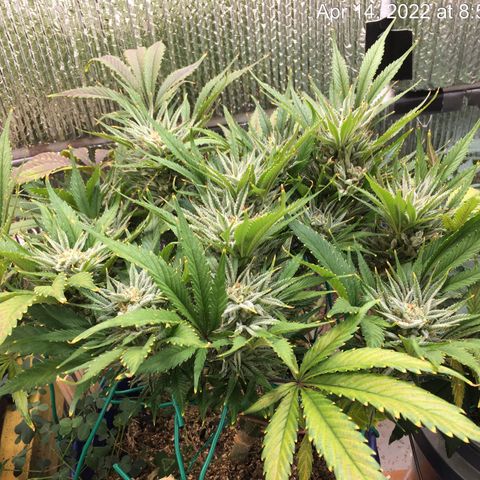 Bruce Banner growlog timeline photo